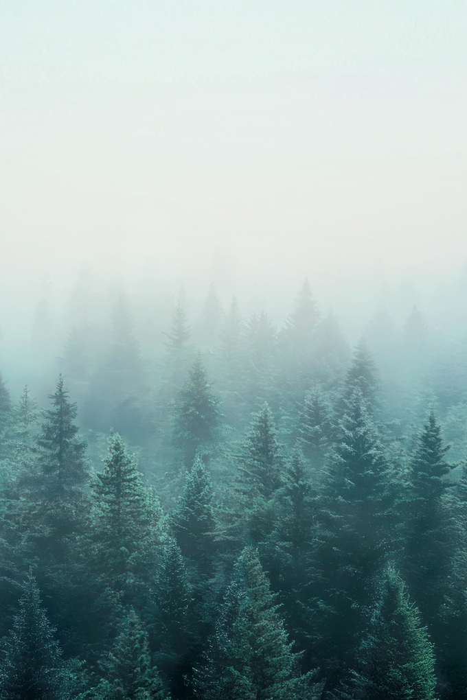 BOTANISI BOTANICAL SHAMPOO BOTANISI BOTANICAL TREATMENT