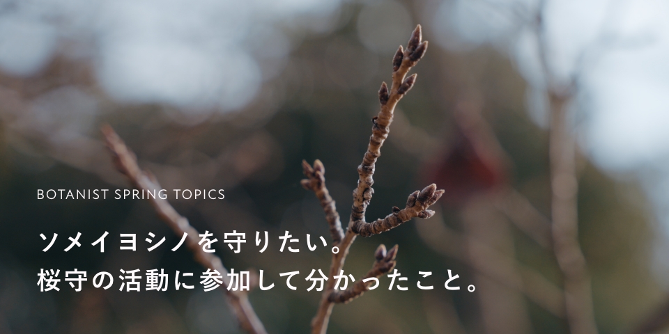 BOTANIST SPRING TOPICS ソメイヨシノを守りたい。桜守の活動に参加して分かったこと